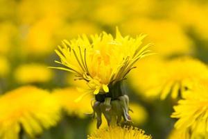 yellow beautiful dandelions photo