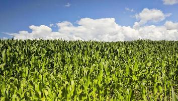 paisaje agrícola con hileras de maíz verde foto