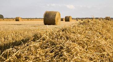 stacks of wheat straw photo