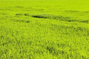 agricultural field crops photo