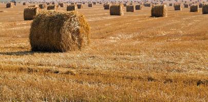 stack of straw in the field photo