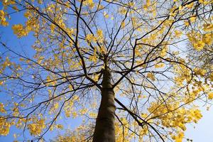 maple tree trunk photo