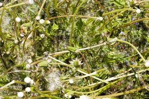 pasto con hierba y dientes de león foto