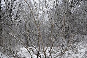 bosque nevado en invierno foto