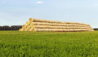 agricultural field with a large number of stacks photo