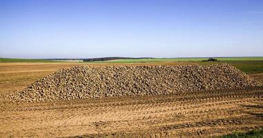 a large pile of harvested sugar beet photo