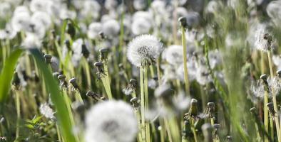 pasture white dandelions photo