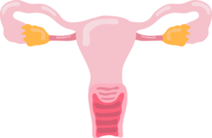 ovaire humain organe interne anatomie png illustration design plat