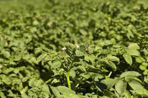 green leaves of potato photo