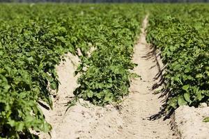 Agriculture, potato field photo