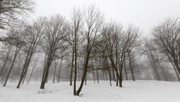 árboles en invierno foto