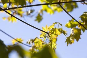 natural green leafs photo