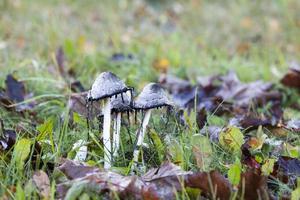 dangerous mushrooms, close up photo