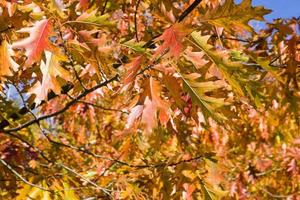 beautiful reddening oak foliage photo