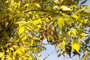 hojas de otoño temporada de otoño foto