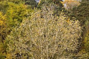 autumn yellowed foliage photo