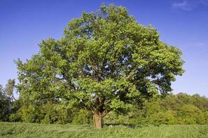 real nature, one tree photo