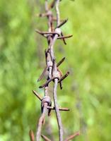 old rusty barbed wire photo