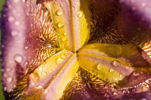 iris oscuros de primavera foto