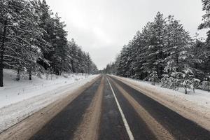 pine trees in winter photo