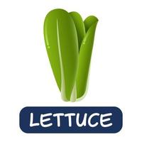 caricatura, lechuga, vegetales, vector, aislado, blanco, plano de fondo vector