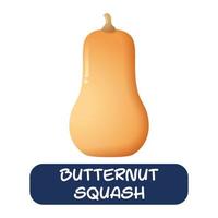 cartoon butternut squash vegetables vector isolated on white background