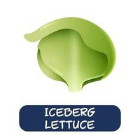 vector de verduras de lechuga iceberg de dibujos animados aislado sobre fondo blanco