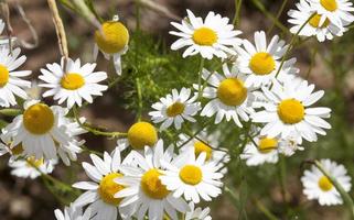 Wild chamomile flowers photo