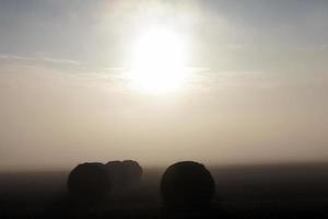 agricultural field, summer photo