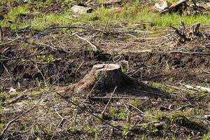 stump from a felled tree photo