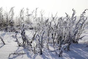 frozen plants, close up photo