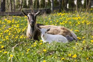 old goat with baby photo