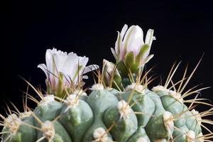 plants from the desert photo