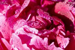 red peony petals with water drops photo