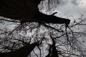 silhouettes of bare trees photo