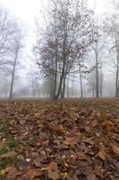 temporada de otoño, parque foto