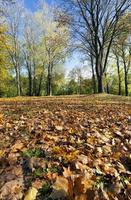 foliage in the autumn season photo