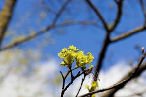 spring maple tree photo