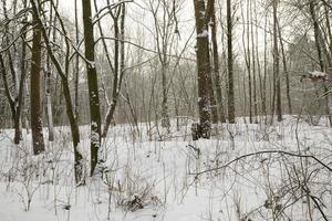 nieve fresca blanca en el bosque foto