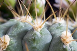 cactus durante la floración foto