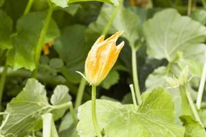 beautiful yellow flower, close up photo