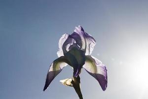 flor de iris morado foto