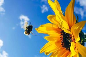 abeja melífera recoge polen de flor amarilla. apicultura y agricultura. foto