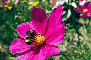 Honey bee collects pollen from purple flower. Beekeeping and farming. photo