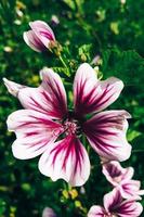 Beautiful pink common mallow flower. Growing ornamental plants in home garden. photo