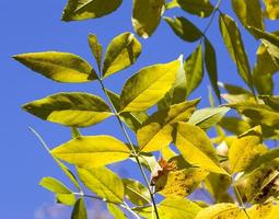 bright tree, close up photo