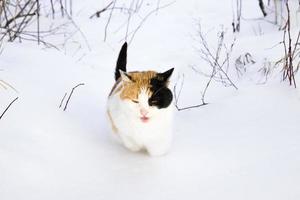 colorful cat in the winter photo