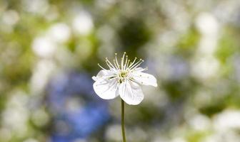 white flowers trees photo