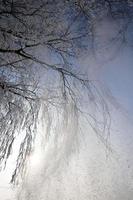 birch branches, close up photo