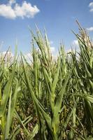 Field with corn photo